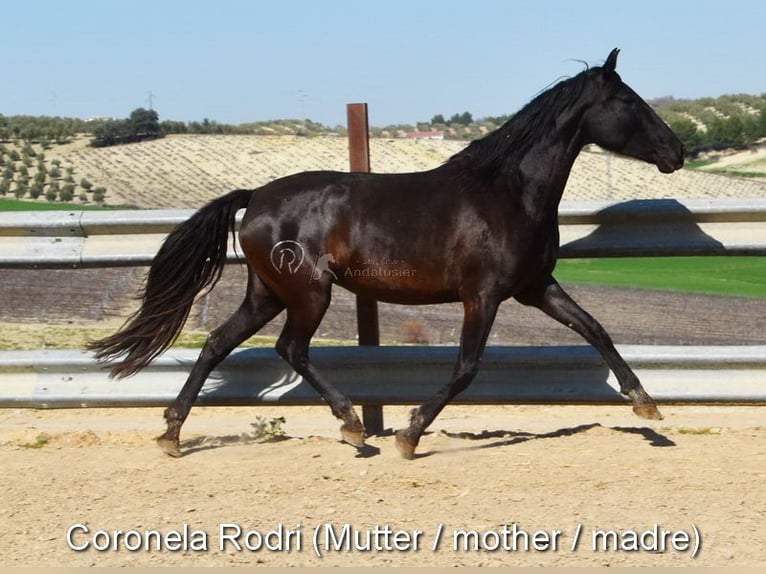 PRE Caballo castrado 5 años 167 cm Castaño in Provinz Cordoba