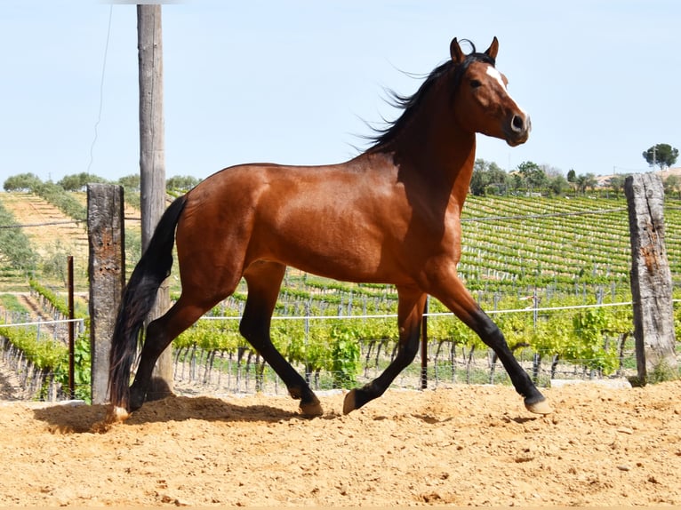 PRE Caballo castrado 5 años 167 cm Castaño in Provinz Cordoba