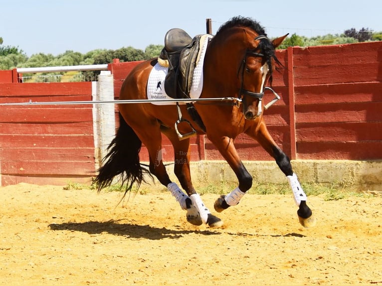 PRE Caballo castrado 5 años 167 cm Castaño in Provinz Cordoba