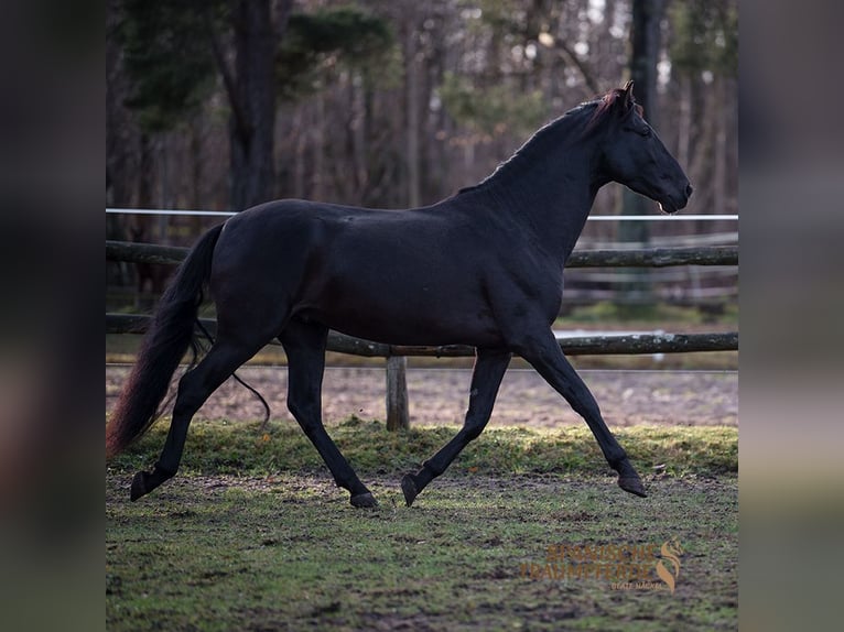 PRE Mestizo Caballo castrado 5 años 167 cm Negro in Traventhal