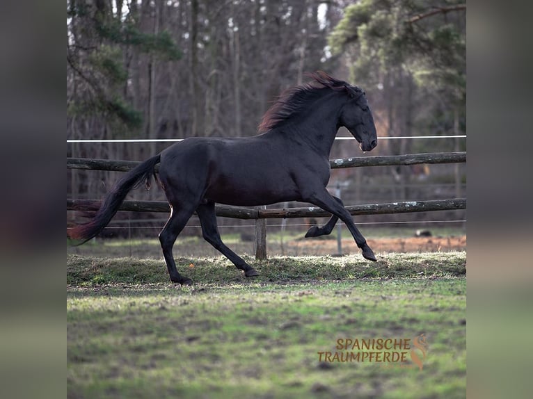 PRE Mestizo Caballo castrado 5 años 167 cm Negro in Traventhal