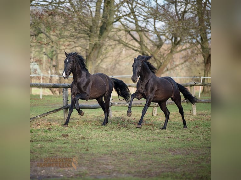 PRE Mestizo Caballo castrado 5 años 167 cm Negro in Traventhal