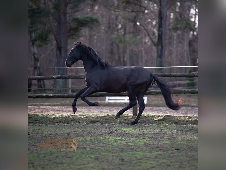 PRE Mestizo Caballo castrado 5 años 167 cm Negro in Traventhal