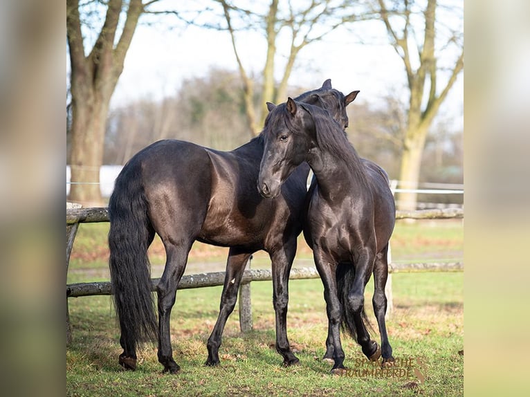 PRE Mestizo Caballo castrado 5 años 167 cm Negro in Traventhal