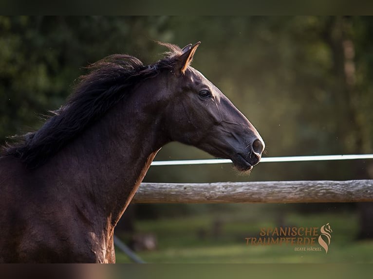 PRE Caballo castrado 5 años 167 cm Negro in Traventhal
