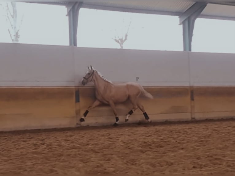 PRE Mestizo Caballo castrado 5 años 167 cm Palomino in coria