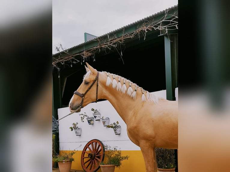 PRE Mestizo Caballo castrado 5 años 167 cm Palomino in coria