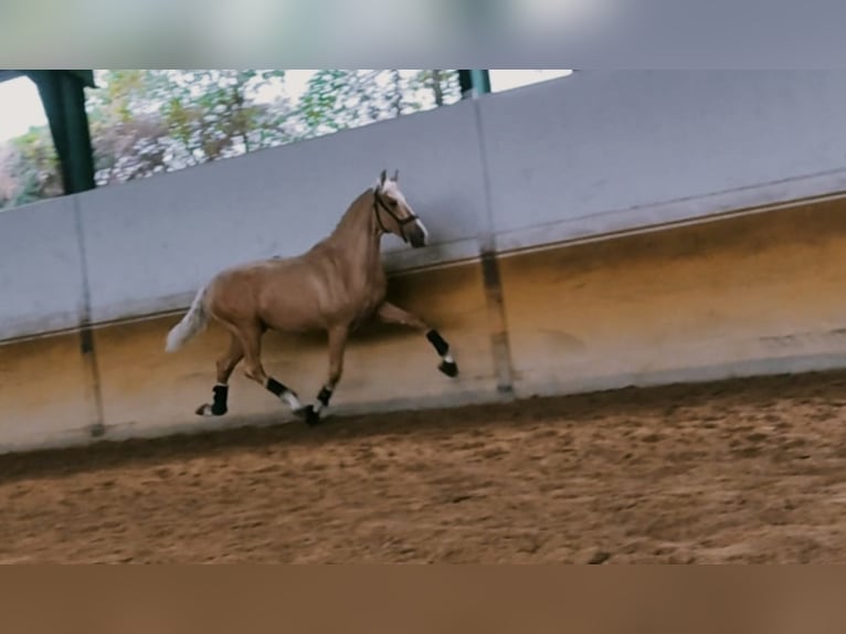 PRE Mestizo Caballo castrado 5 años 167 cm Palomino in coria