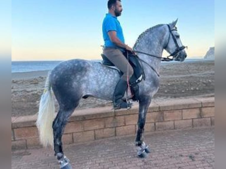 PRE Mestizo Caballo castrado 5 años 167 cm Tordo in Linea