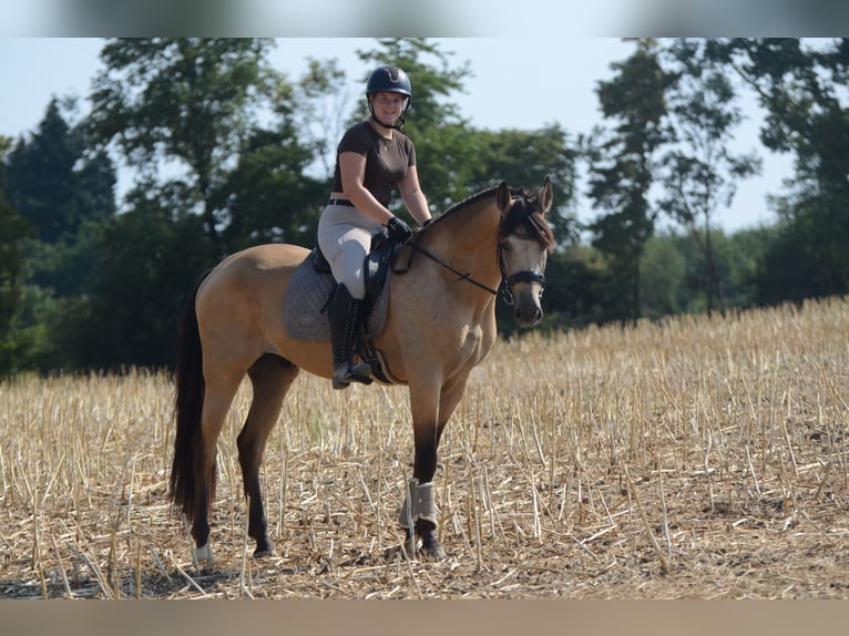 PRE Caballo castrado 5 años 168 cm Buckskin/Bayo in Grebenhain