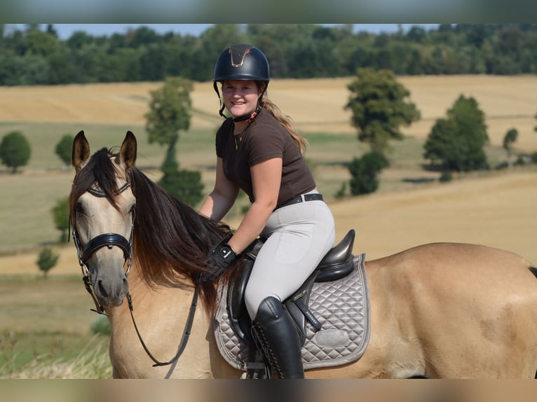PRE Caballo castrado 5 años 168 cm Buckskin/Bayo in Grebenhain