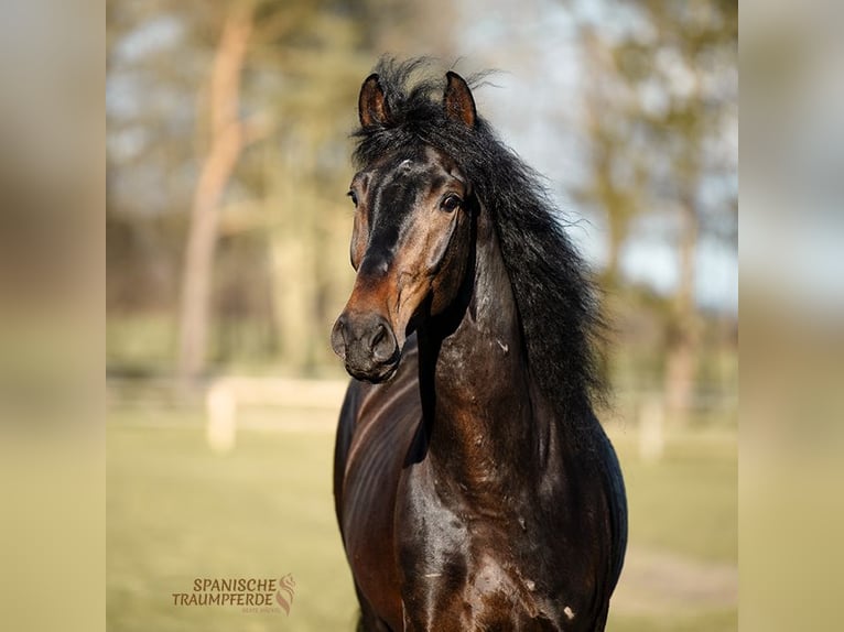 PRE Caballo castrado 5 años 168 cm Castaño in Traventhal