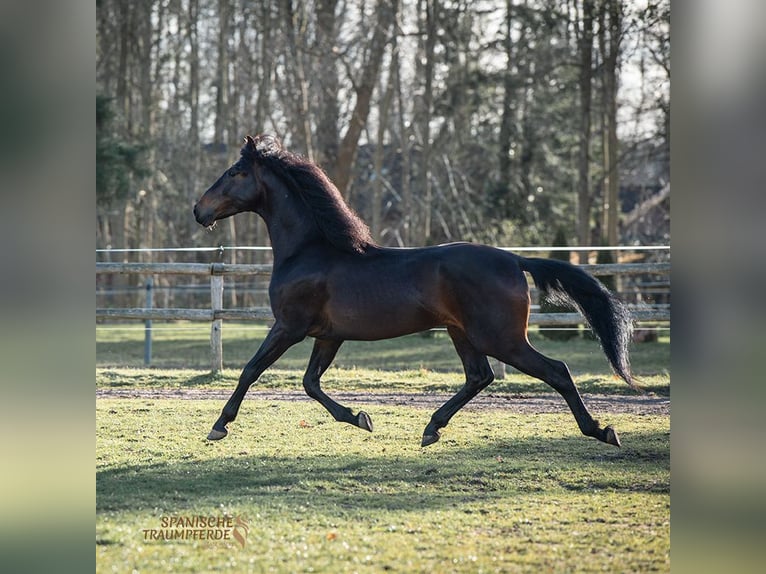 PRE Caballo castrado 5 años 168 cm Castaño in Traventhal