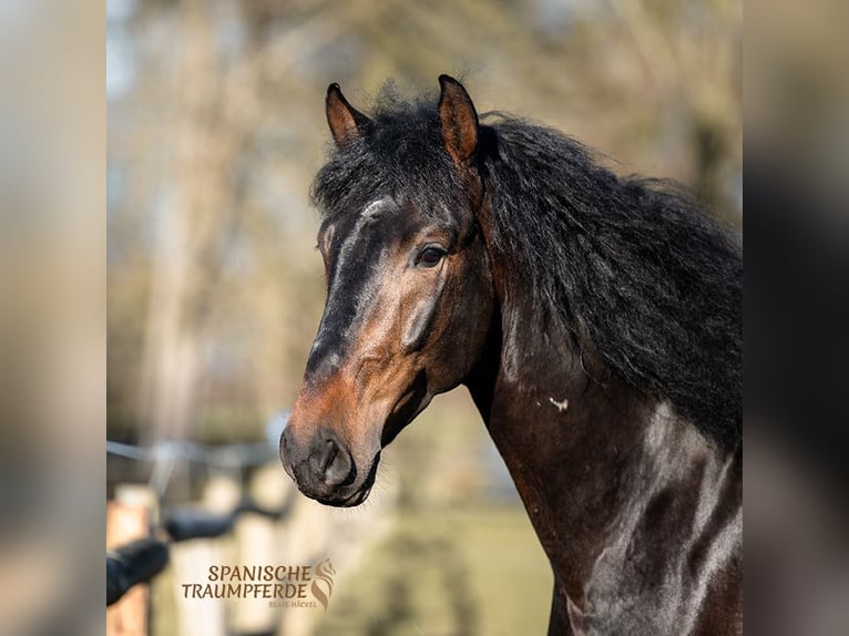 PRE Caballo castrado 5 años 168 cm Castaño in Traventhal