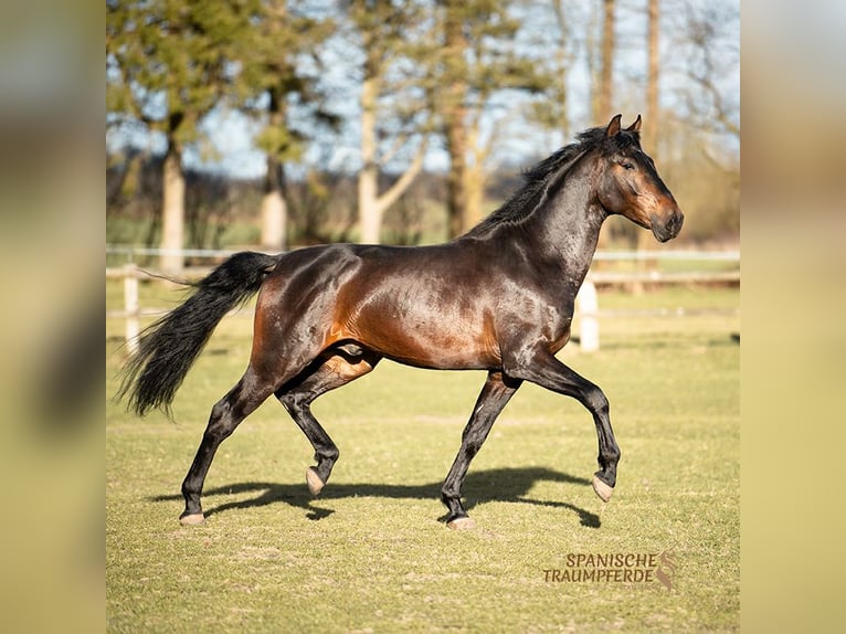 PRE Caballo castrado 5 años 168 cm Castaño in Traventhal