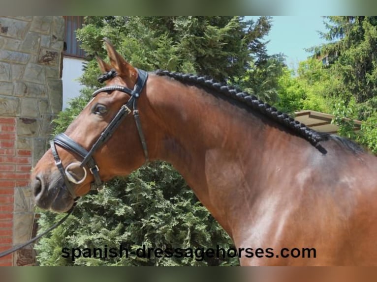 PRE Caballo castrado 5 años 168 cm Castaño in Barcelona