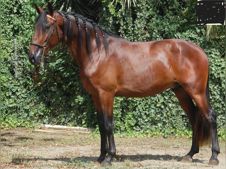 PRE Mestizo Caballo castrado 5 años 168 cm Castaño in Barcelona