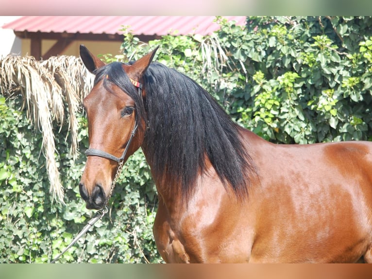 PRE Mestizo Caballo castrado 5 años 168 cm Castaño in Barcelona