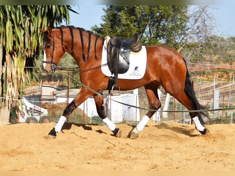 PRE Caballo castrado 5 años 168 cm Castaño in Provinz Cordoba