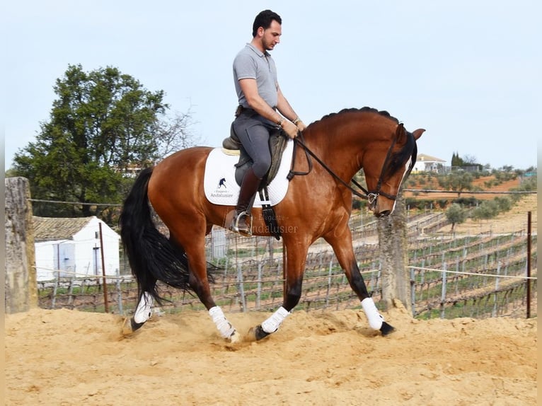 PRE Caballo castrado 5 años 168 cm Castaño in Provinz Cordoba