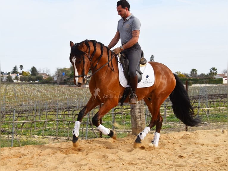 PRE Caballo castrado 5 años 168 cm Castaño in Provinz Cordoba