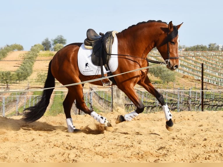 PRE Caballo castrado 5 años 168 cm Castaño in Provinz Cordoba