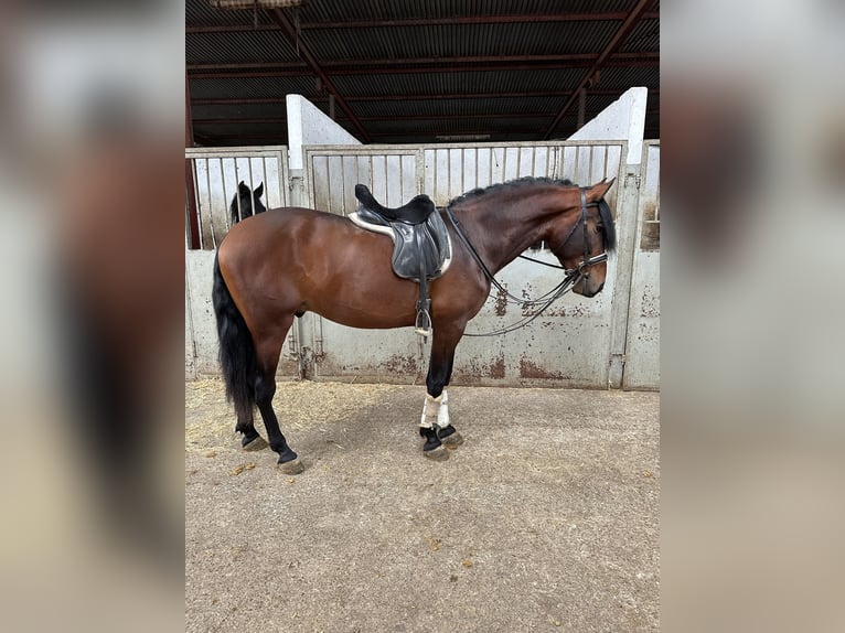 PRE Caballo castrado 5 años 168 cm Castaño rojizo in FiteroNavarra