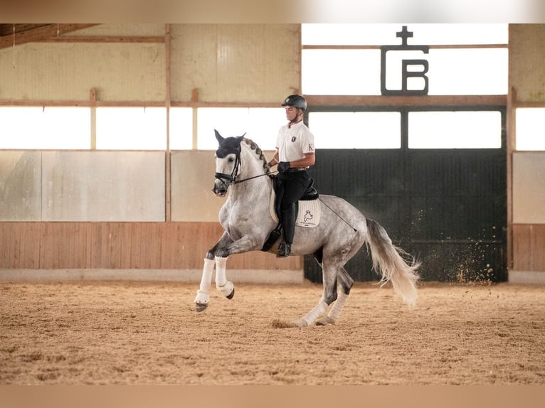 PRE Caballo castrado 5 años 168 cm Tordo in Ventosa Del Rio Almar