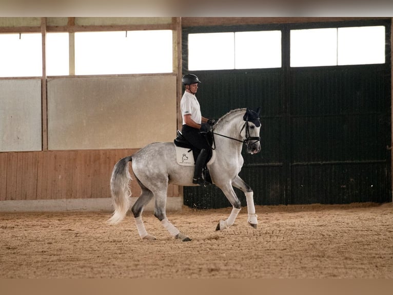 PRE Caballo castrado 5 años 168 cm Tordo in Ventosa Del Rio Almar