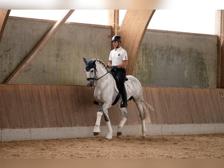 PRE Caballo castrado 5 años 168 cm Tordo in Ventosa Del Rio Almar