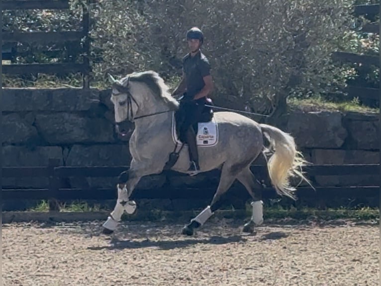 PRE Mestizo Caballo castrado 5 años 169 cm Tordo rodado in Santa Perpetua de Mogoda
