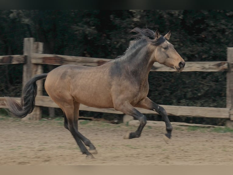 PRE Caballo castrado 5 años 170 cm Bayo in Serinyà