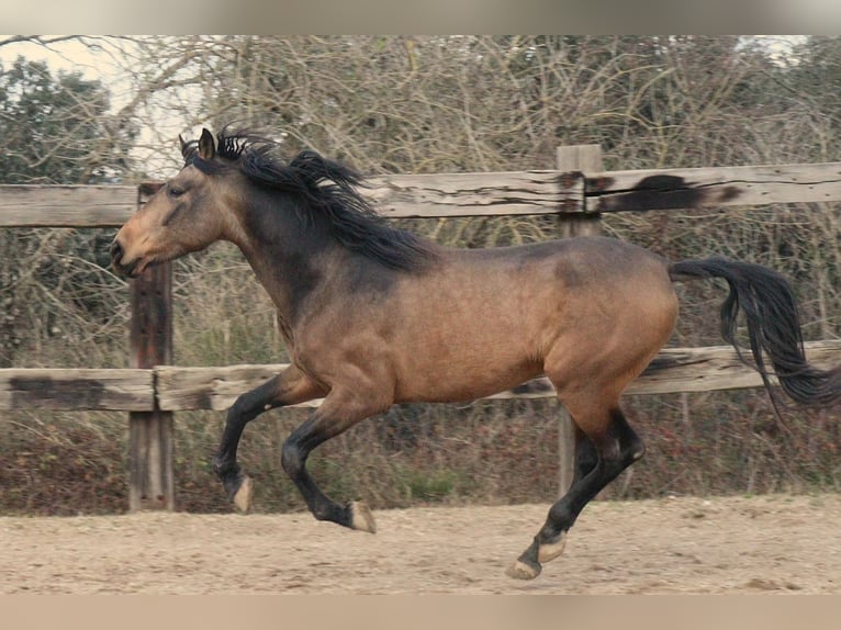 PRE Caballo castrado 5 años 170 cm Bayo in Serinyà