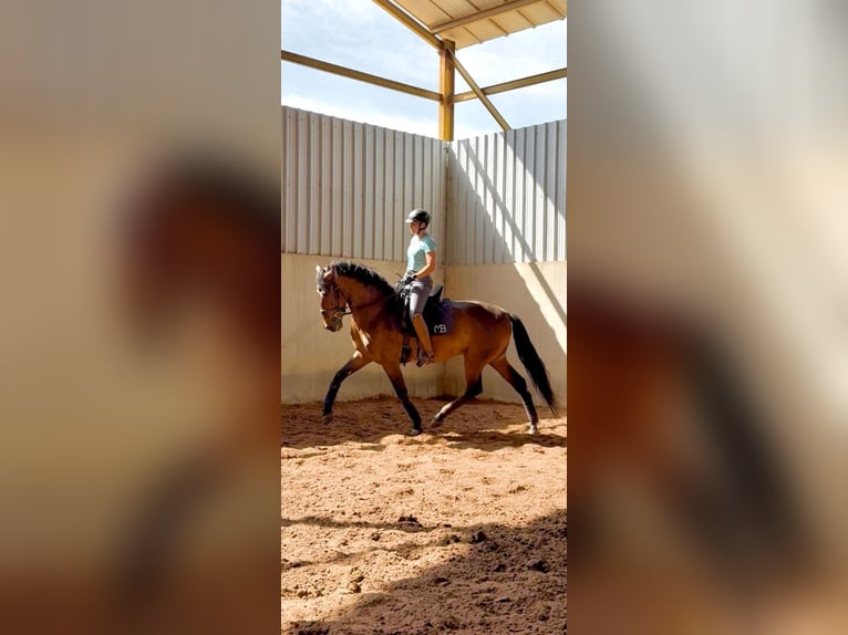 PRE Caballo castrado 5 años 170 cm  in Los Arenales Del Sol