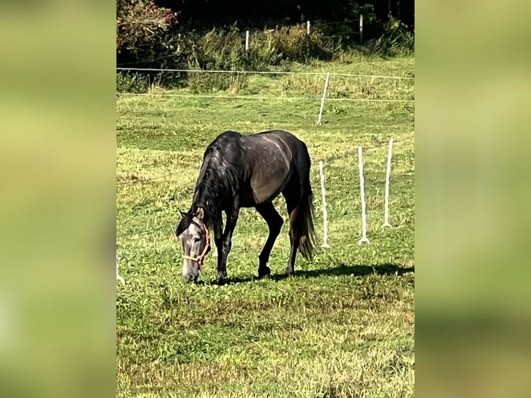 PRE Mestizo Caballo castrado 5 años 170 cm Tordillo negro in Steinebach