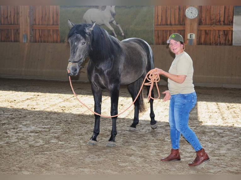 PRE Mestizo Caballo castrado 5 años 170 cm Tordillo negro in Steinebach