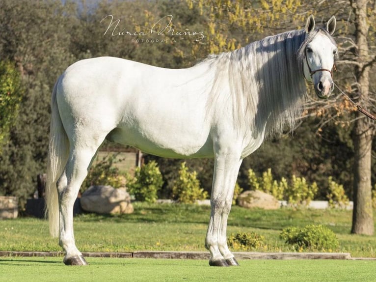 PRE Mestizo Caballo castrado 5 años 170 cm Tordo in NAVAS DEL MADRONO