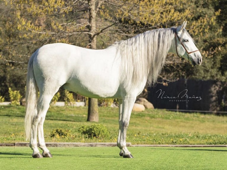 PRE Mestizo Caballo castrado 5 años 170 cm Tordo in NAVAS DEL MADRONO