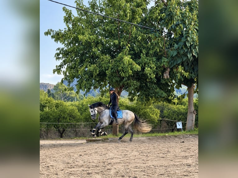 PRE Mestizo Caballo castrado 5 años 170 cm Tordo rodado in Gandia