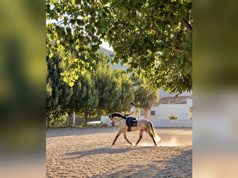 PRE Mestizo Caballo castrado 5 años 170 cm Tordo rodado in Gandia