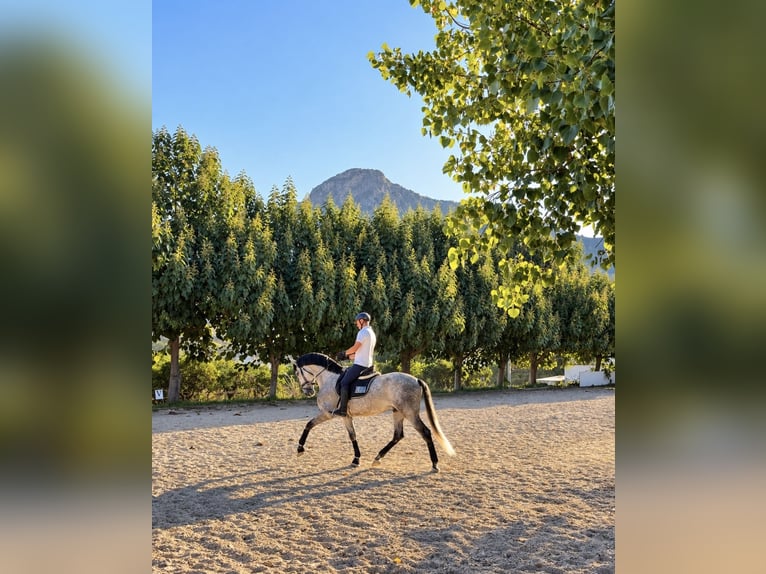 PRE Mestizo Caballo castrado 5 años 170 cm Tordo rodado in Gandia