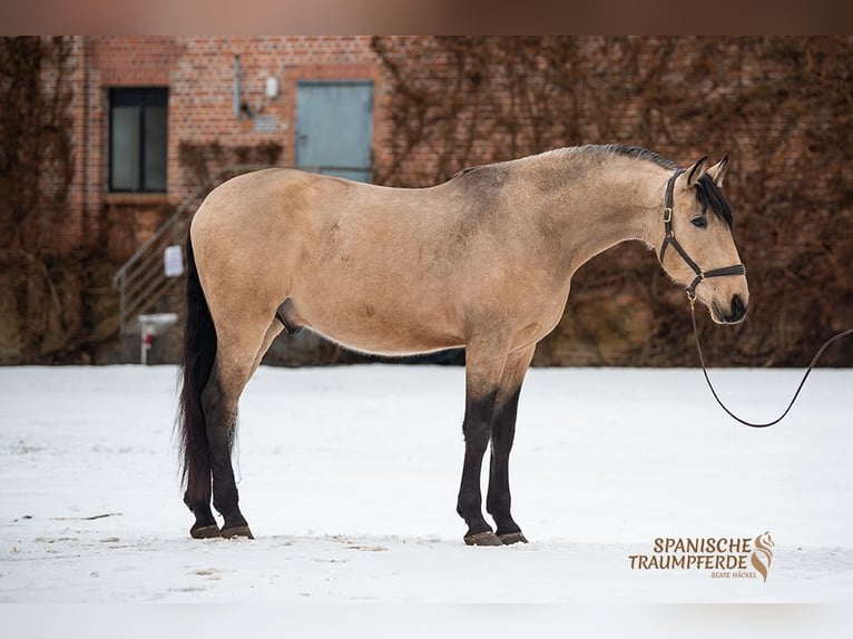 PRE Mestizo Caballo castrado 5 años 171 cm Bayo in Traventhal