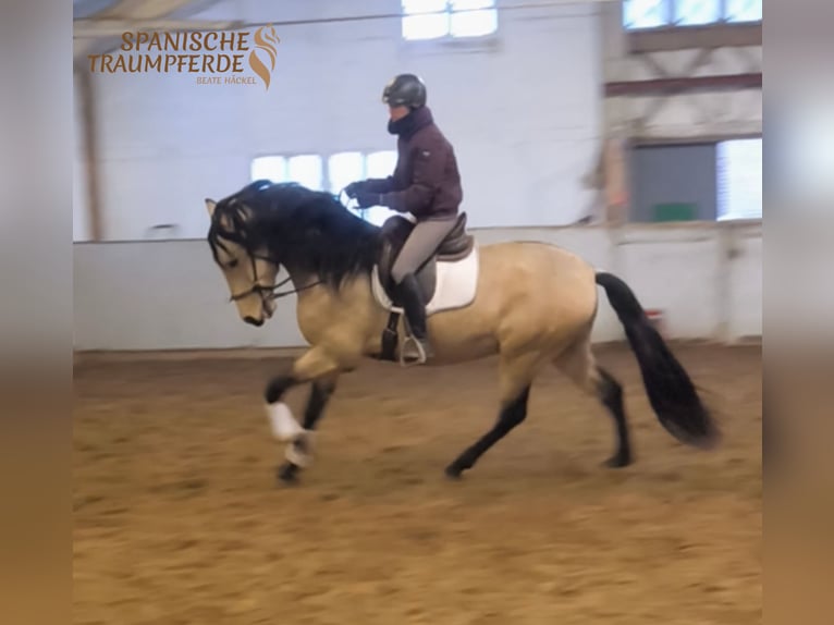 PRE Mestizo Caballo castrado 5 años 171 cm Bayo in Traventhal