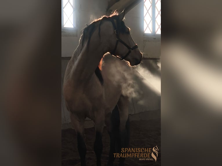 PRE Mestizo Caballo castrado 5 años 171 cm Bayo in Traventhal