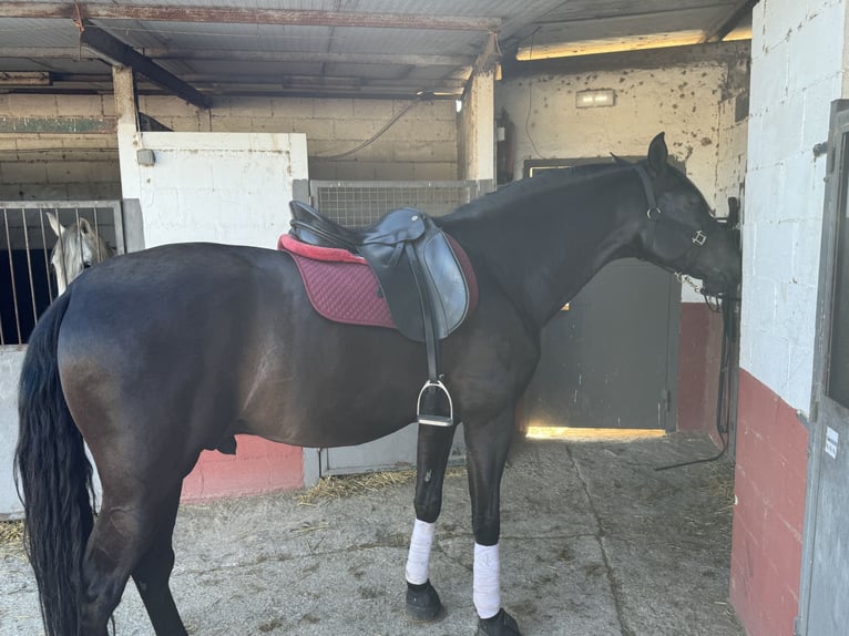 PRE Mestizo Caballo castrado 5 años 172 cm Negro in Sant Andreu De La Barca