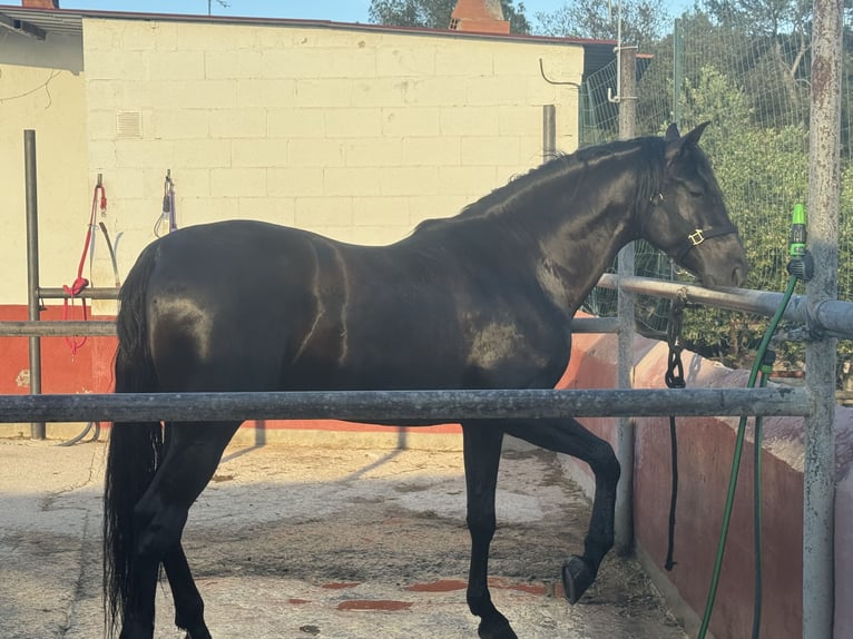 PRE Mestizo Caballo castrado 5 años 172 cm Negro in Sant Andreu De La Barca