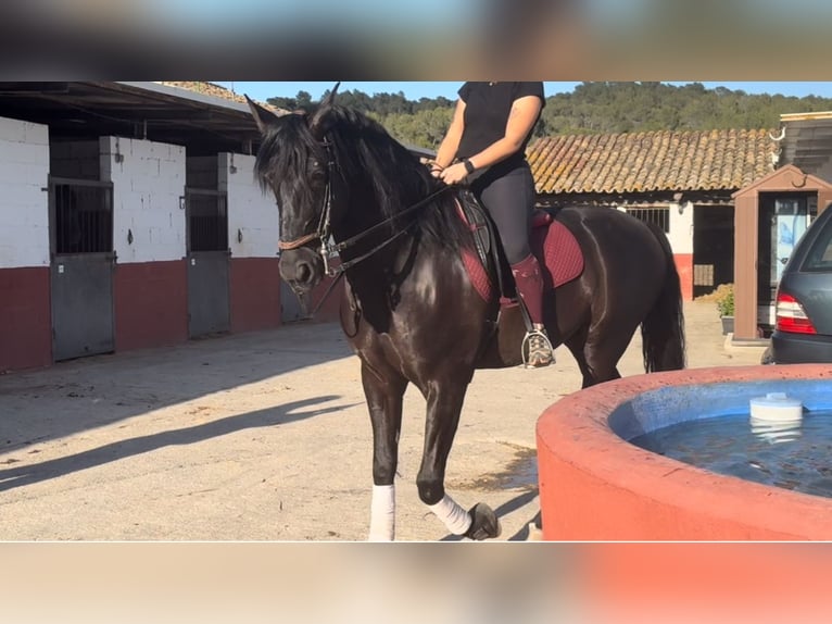 PRE Mestizo Caballo castrado 5 años 172 cm Negro in Sant Andreu De La Barca