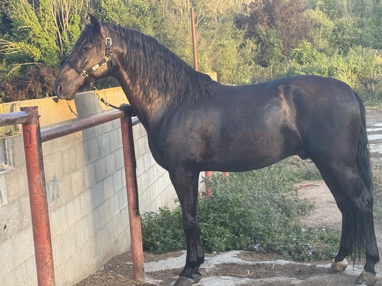 PRE Mestizo Caballo castrado 5 años 172 cm Negro in Sant Andreu De La Barca