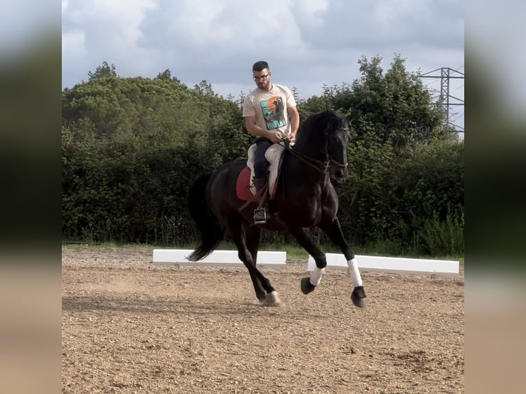 PRE Mestizo Caballo castrado 5 años 172 cm Negro in Sant Andreu De La Barca