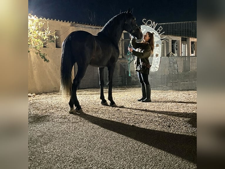 PRE Caballo castrado 5 años 172 cm Tordillo negro in Palma De Mallorca